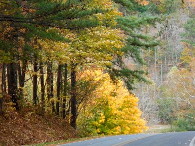 Gold Tree, Fall Colors