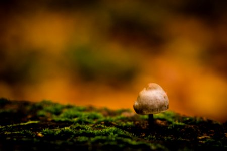 Bug On Mushroom
