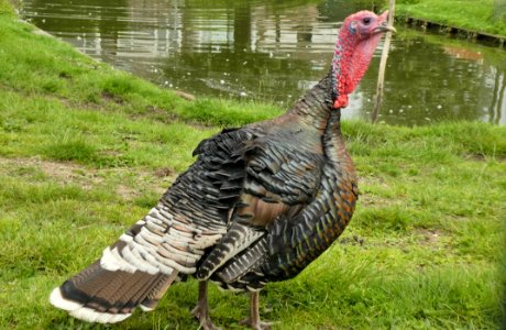 Wild Turkey, Domesticated Turkey, Galliformes, Bird