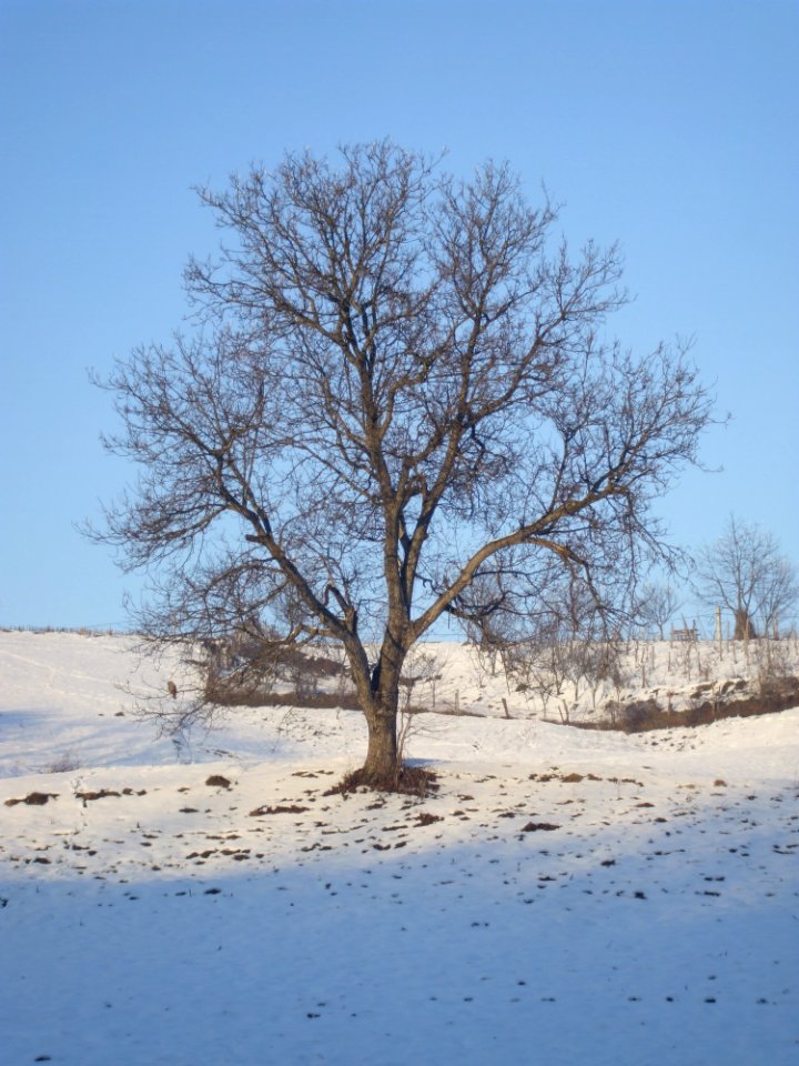 Tree, Winter, Snow, Sky