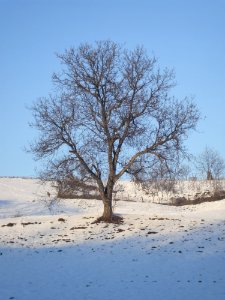 Tree, Winter, Snow, Sky photo