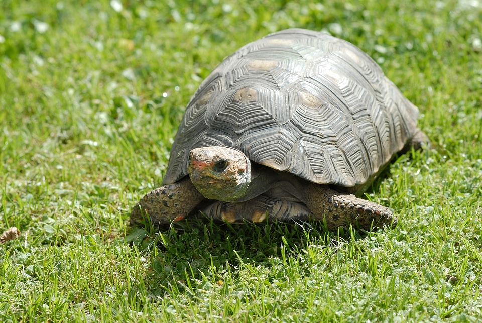 Animal wildlife wild