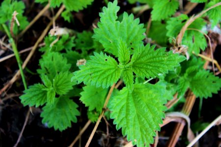 Plant, Leaf, Flora, Herb photo