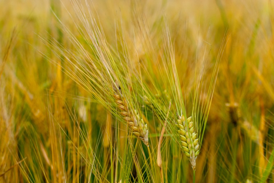 Food Grain, Barley, Cereal, Wheat