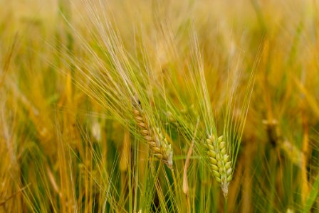 Food Grain, Barley, Cereal, Wheat photo