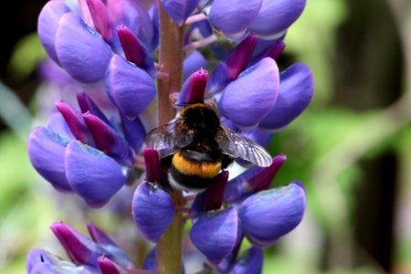 Bee, Flower, Flora, Honey Bee