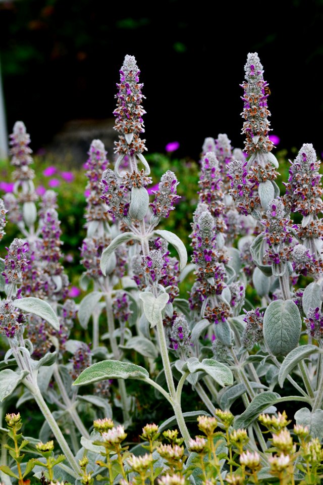 Plant, Flower, Flora, Purple