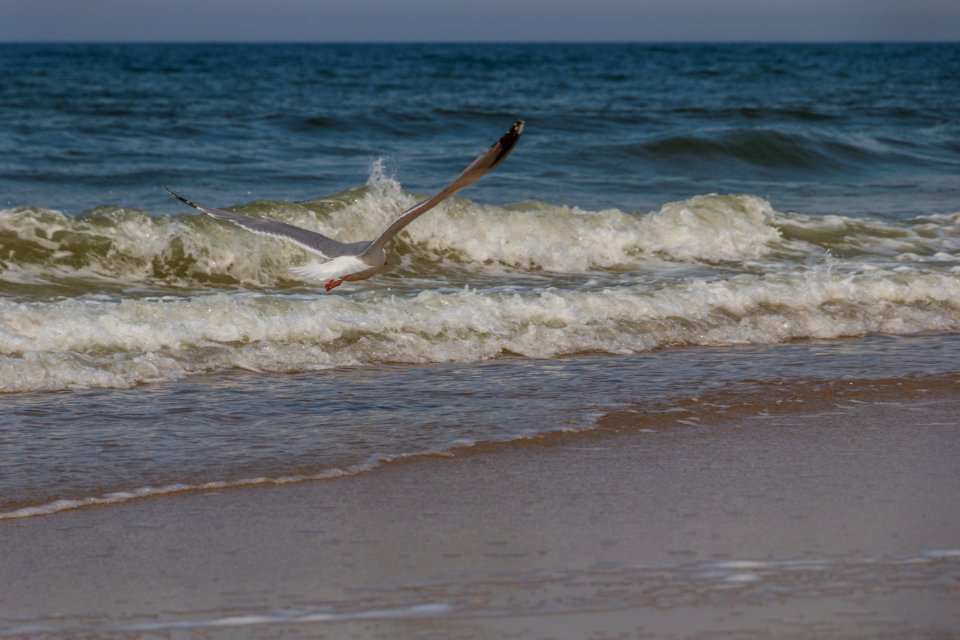 Sea, Wave, Shore, Body Of Water