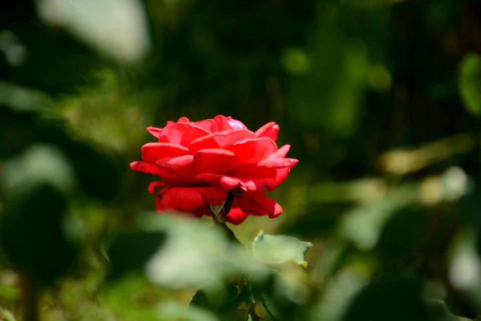 Flower, Rose Family, Rose, Flowering Plant