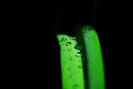 Green, Water, Dew, Macro Photography photo