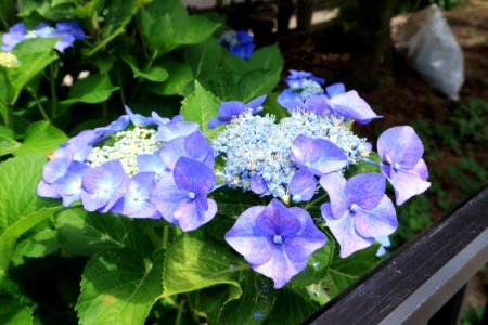 Flower, Plant, Blue, Hydrangea photo