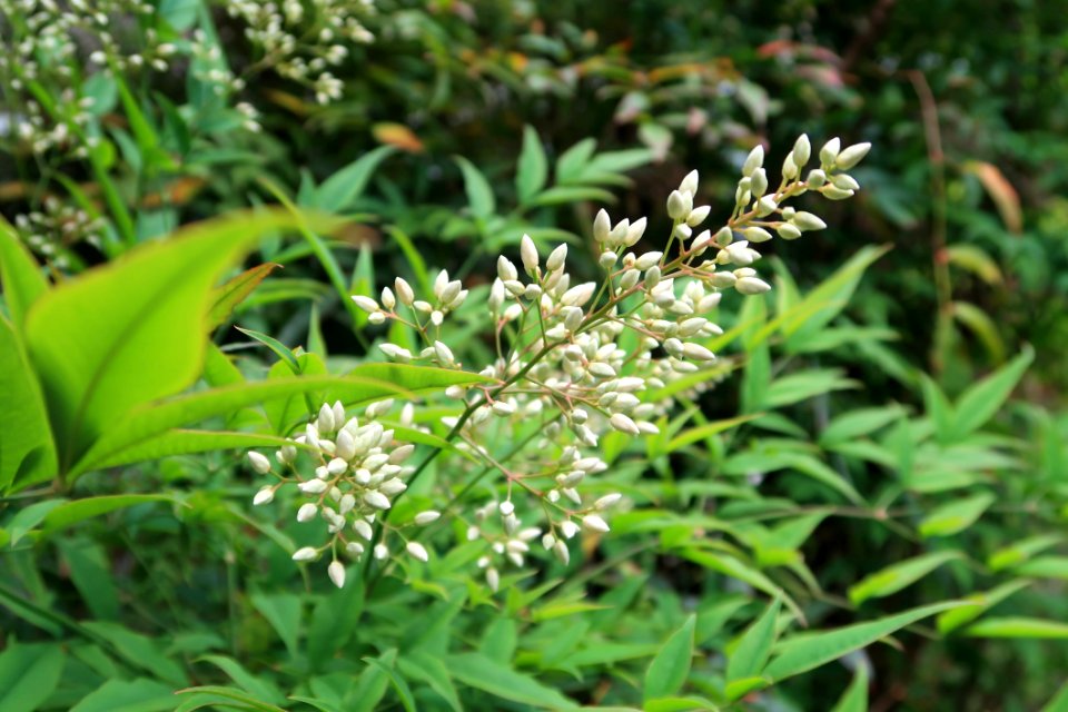 Plant, Flora, Grass, Grass Family