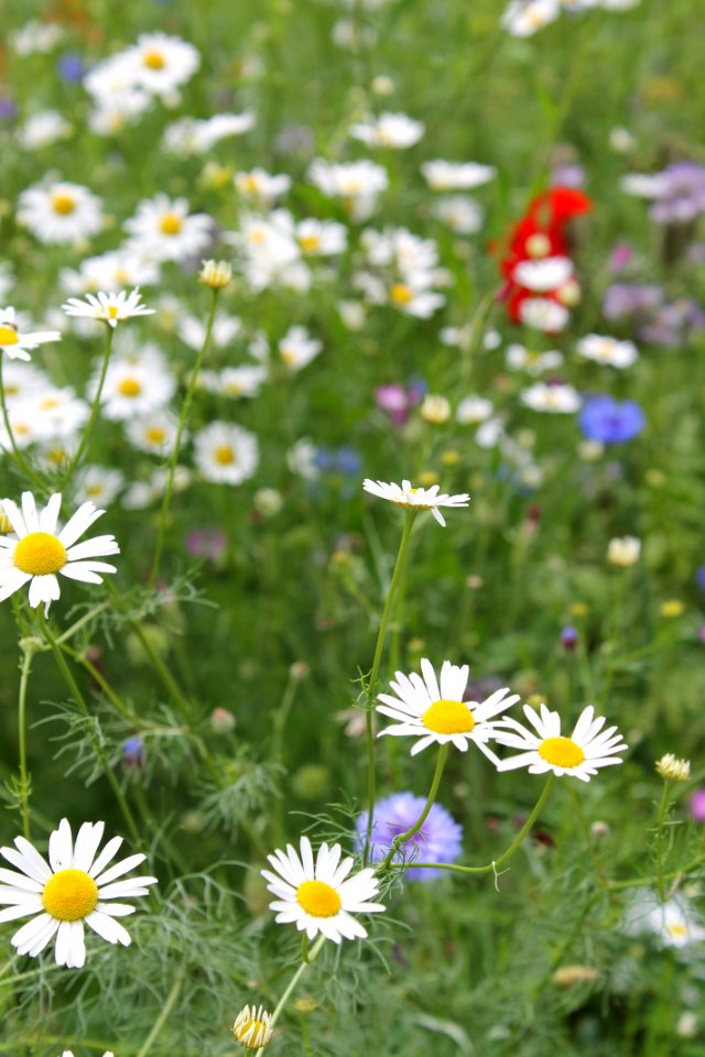 Flower, Plant, Flora, Chamaemelum Nobile