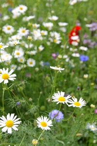 Flower, Plant, Flora, Chamaemelum Nobile
