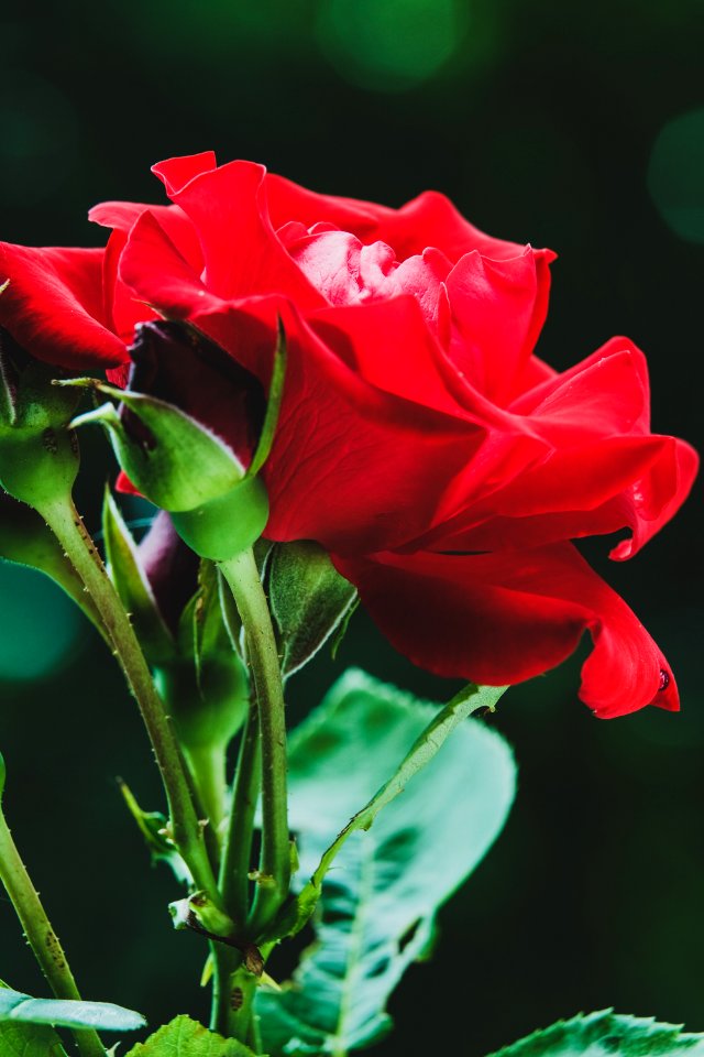 Flower, Red, Rose Family, Garden Roses