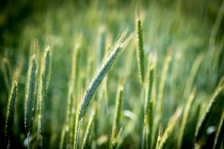 Grass, Grass Family, Rye, Crop photo