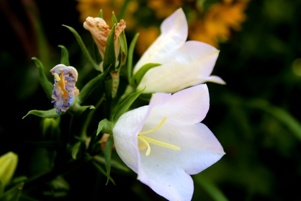 Flower, Flora, Plant, Wildflower
