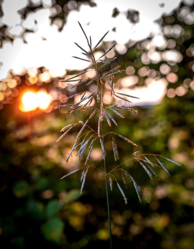 Flora, Leaf, Plant, Close Up