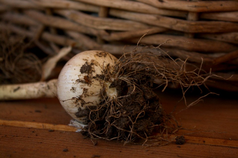 Bird Nest, Nest, Wood, Still Life Photography
