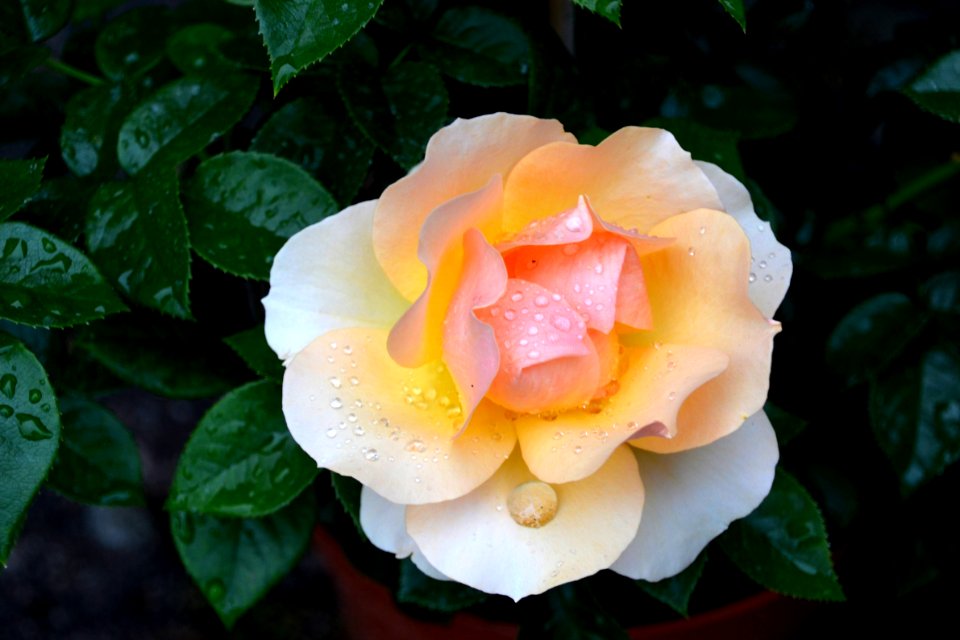 Flower, Rose, Rose Family, Plant