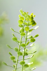 Plant, Leaf, Flora, Plant Stem