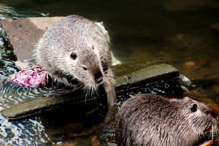 Otter, Fauna, Mammal, Mustelidae photo