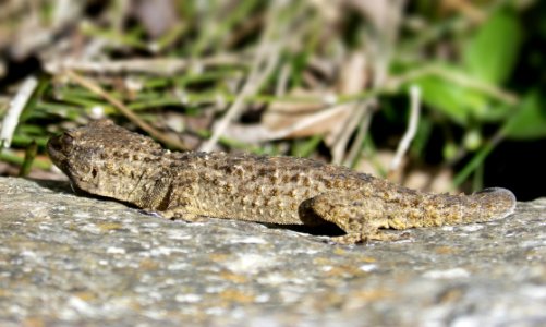 Reptile, Lizard, Fauna, Lacertidae