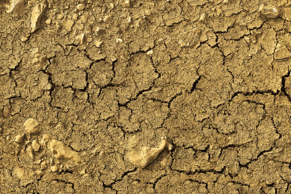 Soil, Drought, Tree, Geology
