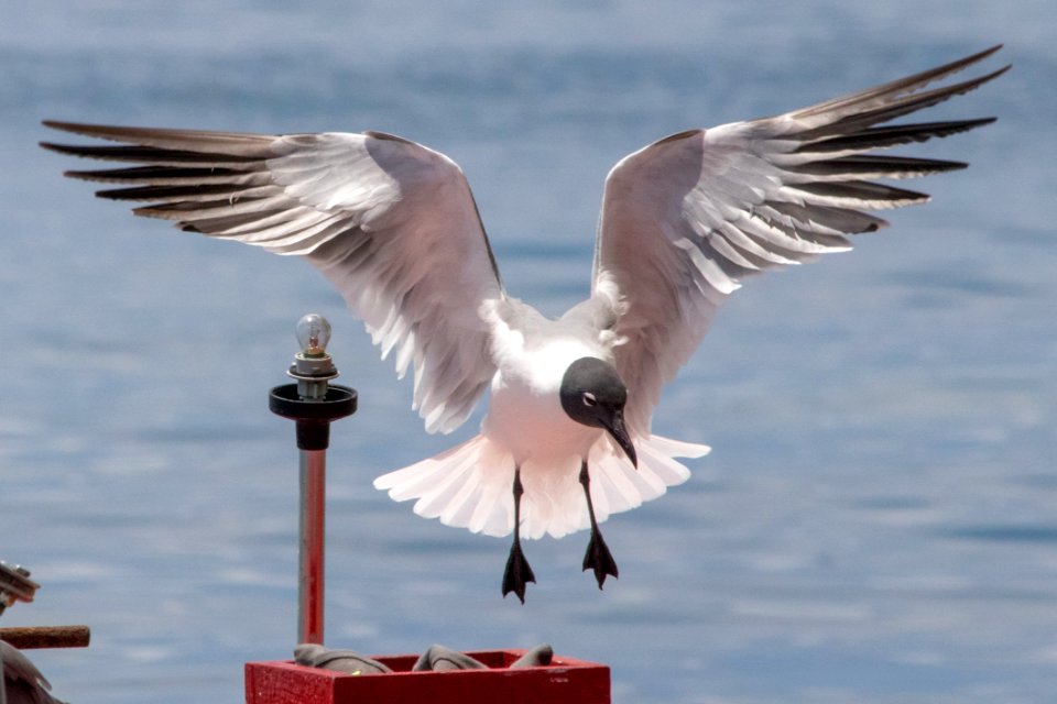 Bird, Seabird, Gull, Beak