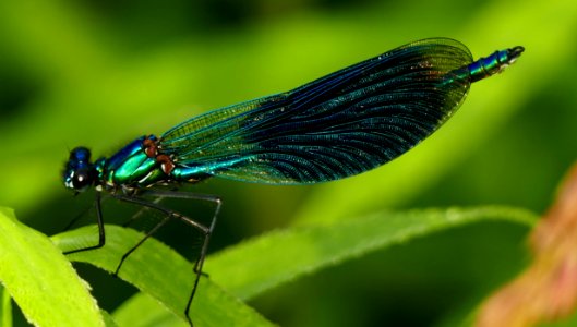Insect, Damselfly, Dragonflies And Damseflies, Dragonfly photo