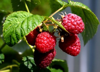 Raspberry, Berry, West Indian Raspberry, Tayberry