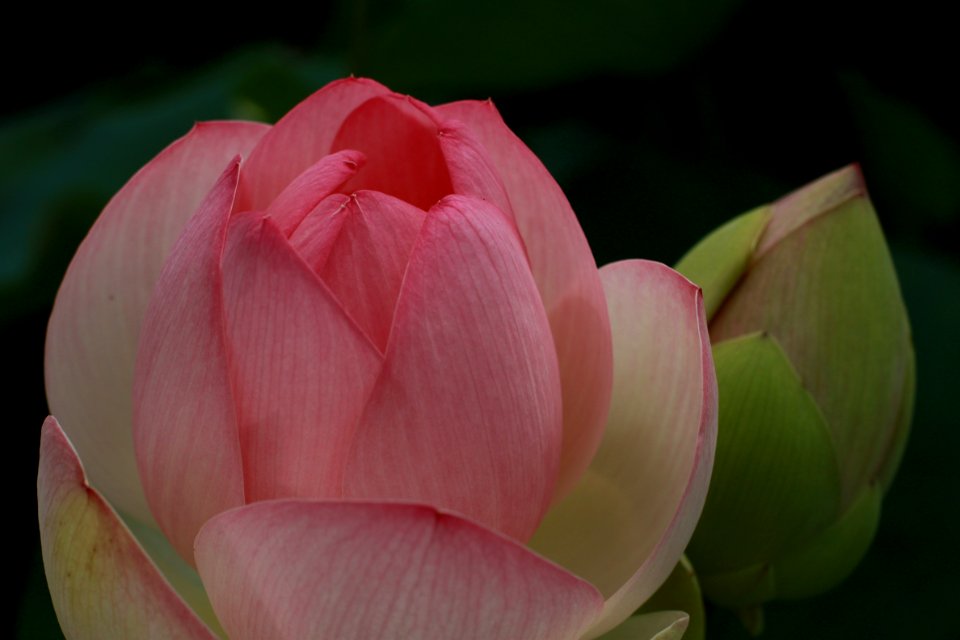 Flower, Lotus, Sacred Lotus, Pink