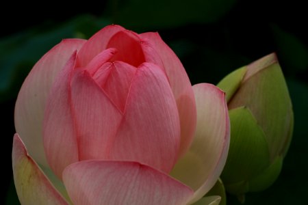 Flower, Lotus, Sacred Lotus, Pink photo