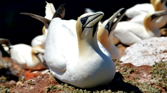 Fauna, Bird, Water Bird, Beak