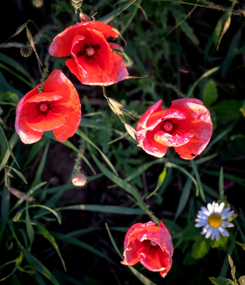 Flower, Plant, Wildflower, Flora