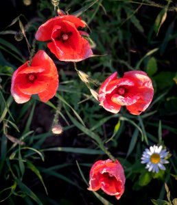Flower, Plant, Wildflower, Flora