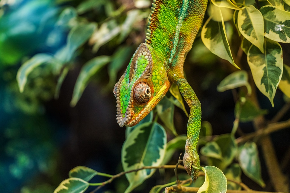 Reptile animal reptilia