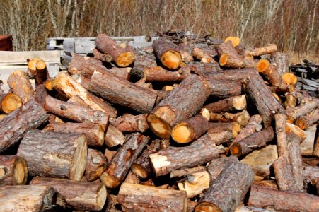 Wood, Lumber, Logging, Tree photo