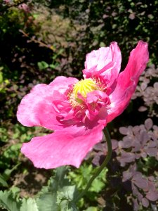 Flower, Pink, Plant, Flora