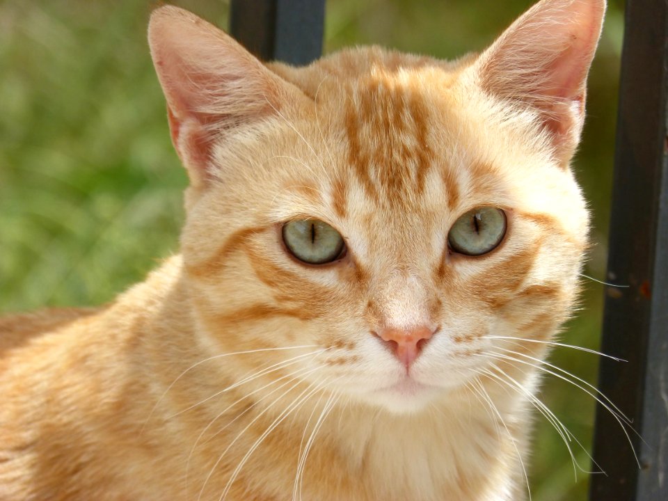 Cat, Whiskers, Face, Fauna photo