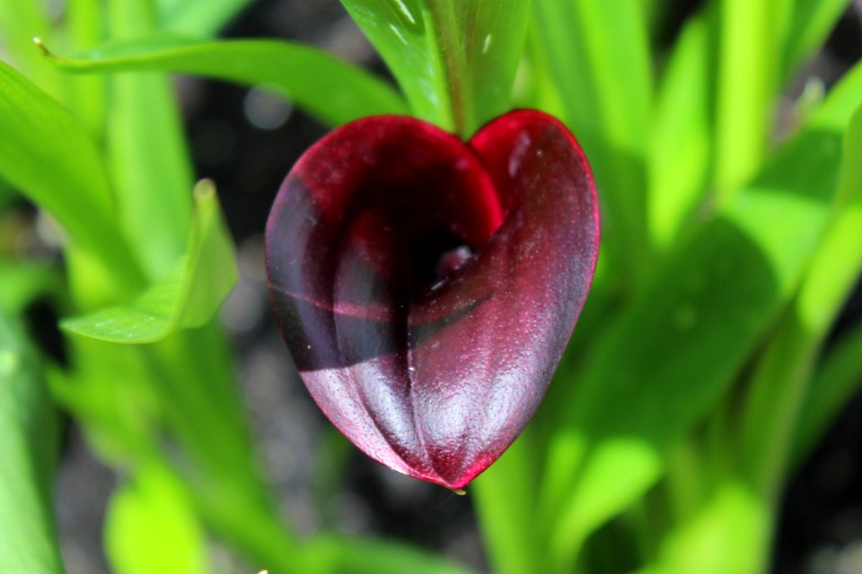 Plant, Flower, Flora, Close Up