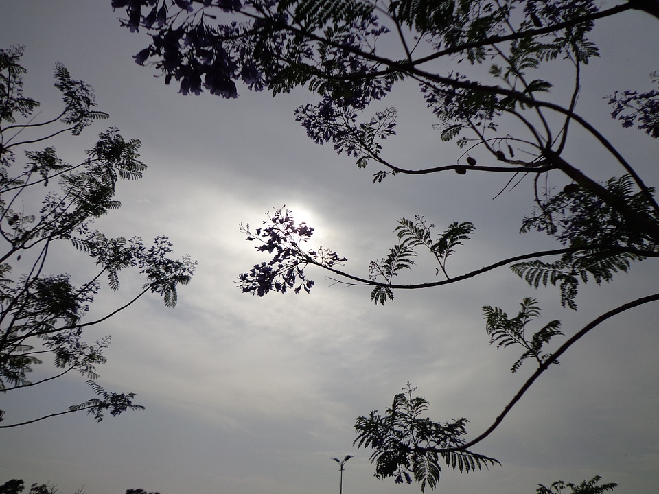 Branches sky clouds