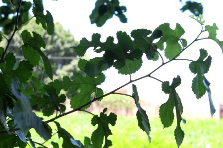 Leaf, Tree, Branch, Plant