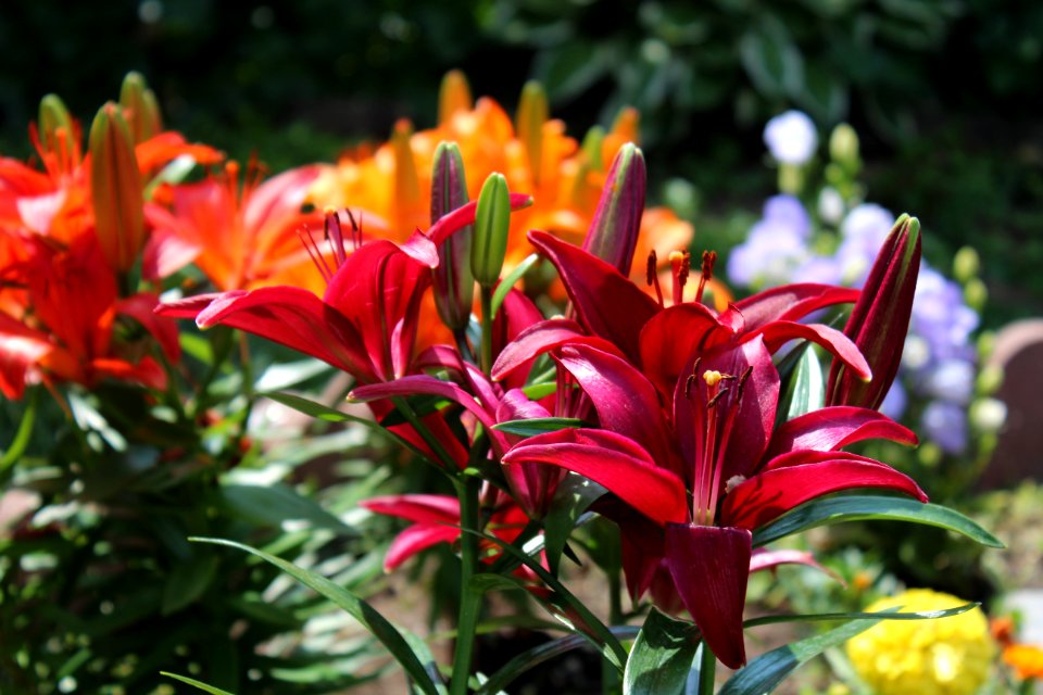 Plant, Flower, Lily, Flora