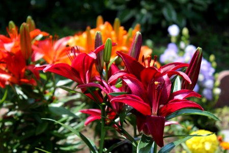 Plant, Flower, Lily, Flora