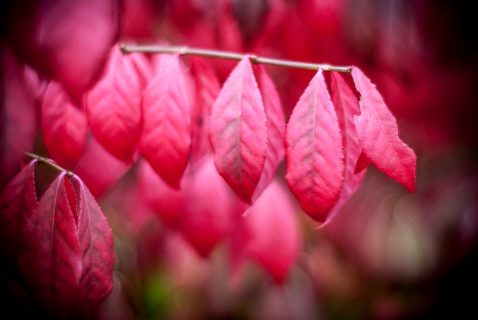 Red, Pink, Flower, Leaf