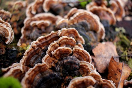 Fungus, Medicinal Mushroom, Edible Mushroom, Agaricomycetes photo