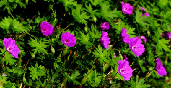 Flower, Plant, Flowering Plant, Flora
