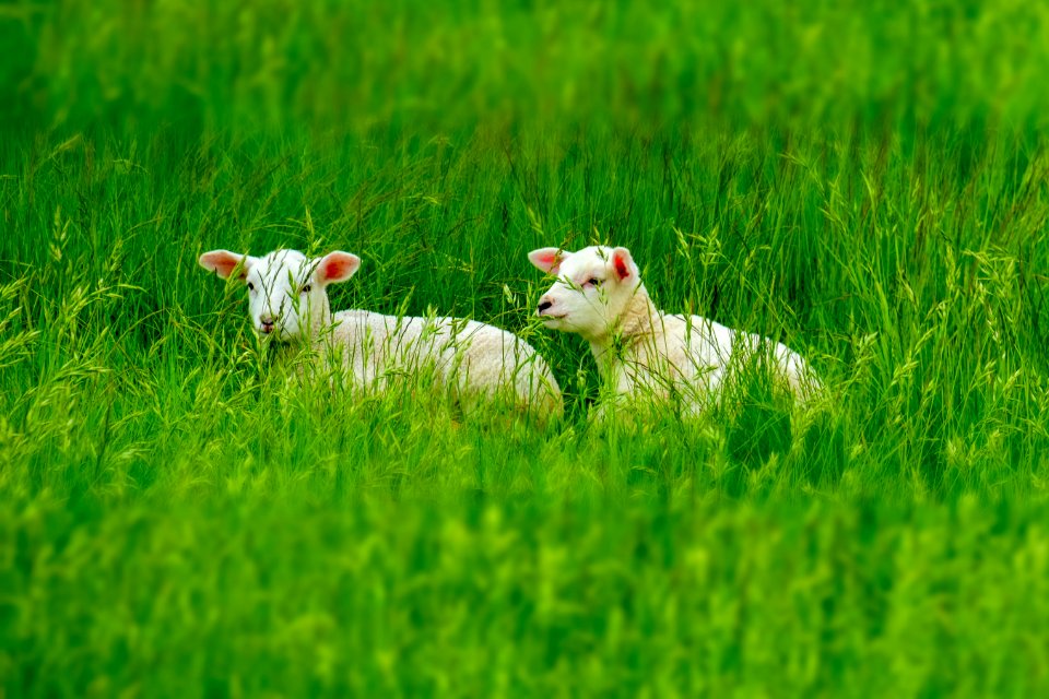 Grassland, Green, Field, Grass
