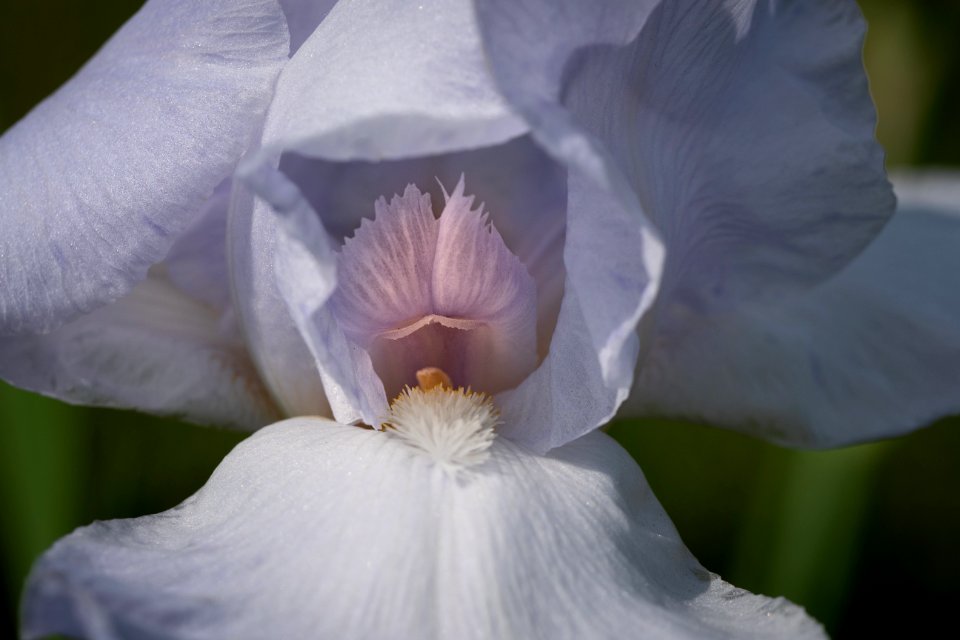 Flower, White, Flowering Plant, Iris